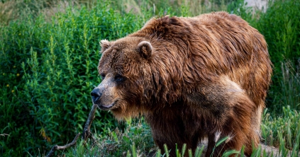 Huszonkét medve jelenlétét jelentették a megyében