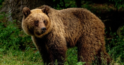 Súlyos sérüléseket okozott a medve egy férfinek Székelyvarság mellett