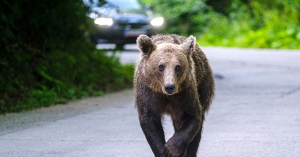 Csak múlt héten tizenhat medveriasztás volt a megyében, csendőrök kergették el a vadállatokat
