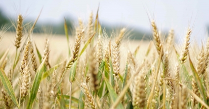 Év eleje óta 441 401 tonna ukrán búza- és 300 994 tonna ukrán kukoricaszállítmány haladt át Románián