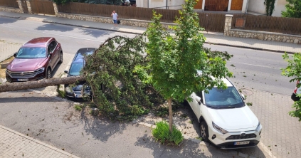 Fa dőlt két autóra Csíkszeredában