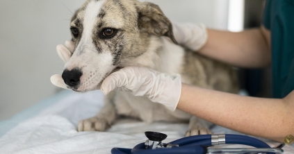 Ingyenes ivartalanítás