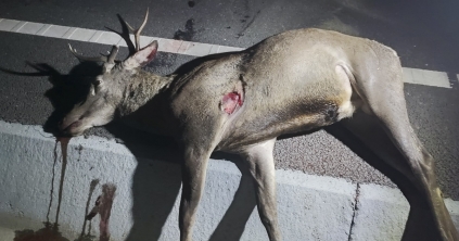 Szarvasbőgés ideje van