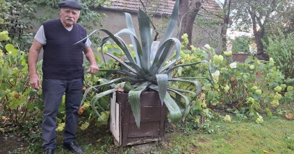 A pap és agávéja története