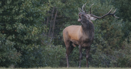 „Puskát fognak” a vadászegyesületekre