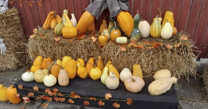 Pitének, lámpásnak és asztali dísznek is viszik