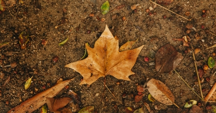 Őszi talaj- és lombápolás a kertben