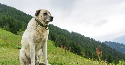 Harapós következmények