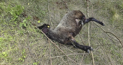 Csökkenő tendencia