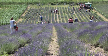 Fűben-fában tudás, egészség és megélhetés