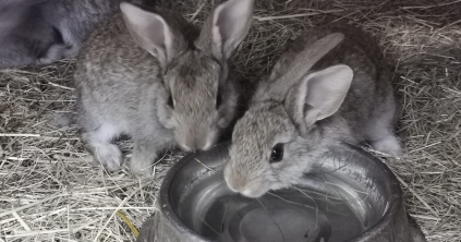 Oltással megelőzhető a baj
