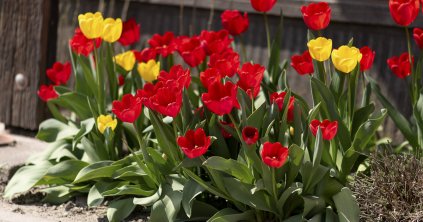 Virágpalánta a lakóknak