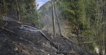 Vezetékre dőlt fa okozott tüzet