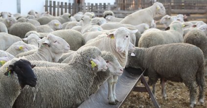 Nehéz helyzetbe hozza a juhtenyésztőket az országot sújtó exporttilalom
