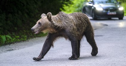 Érik a gyümölcs, szaporodnak a riasztások