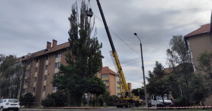 Nyesik, de számon is tartják a csíkszeredai fákat