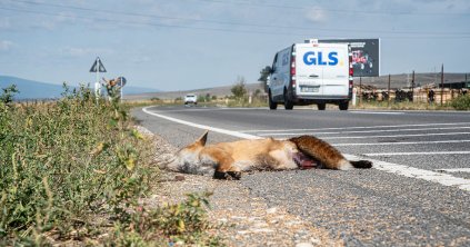 Az állattetem nem szemét – nem végezhetné a kukában