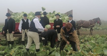 Megcsípte a fagy a szárhegyi káposztát