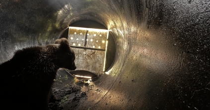 Egy lépésre áll a kilövéstől a Mini Erdély Park medvéje