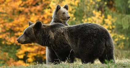 Megelőzési kvótát vezetnének be a medvékre: évente 140 egyedet lőnének ki