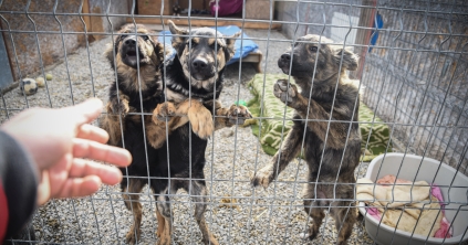 Tudatlanság miatt törvényszegés