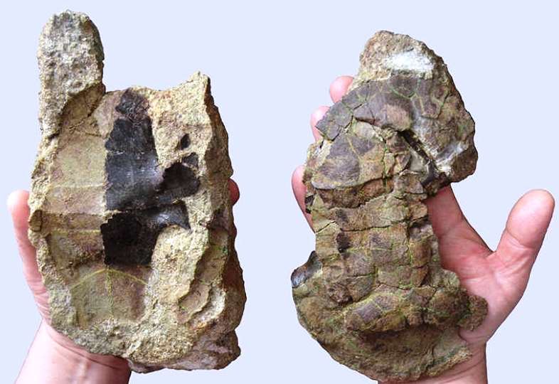 Eddig ismeretlen teknősfaj kövületére bukkantak a Hátszegi-medencében
