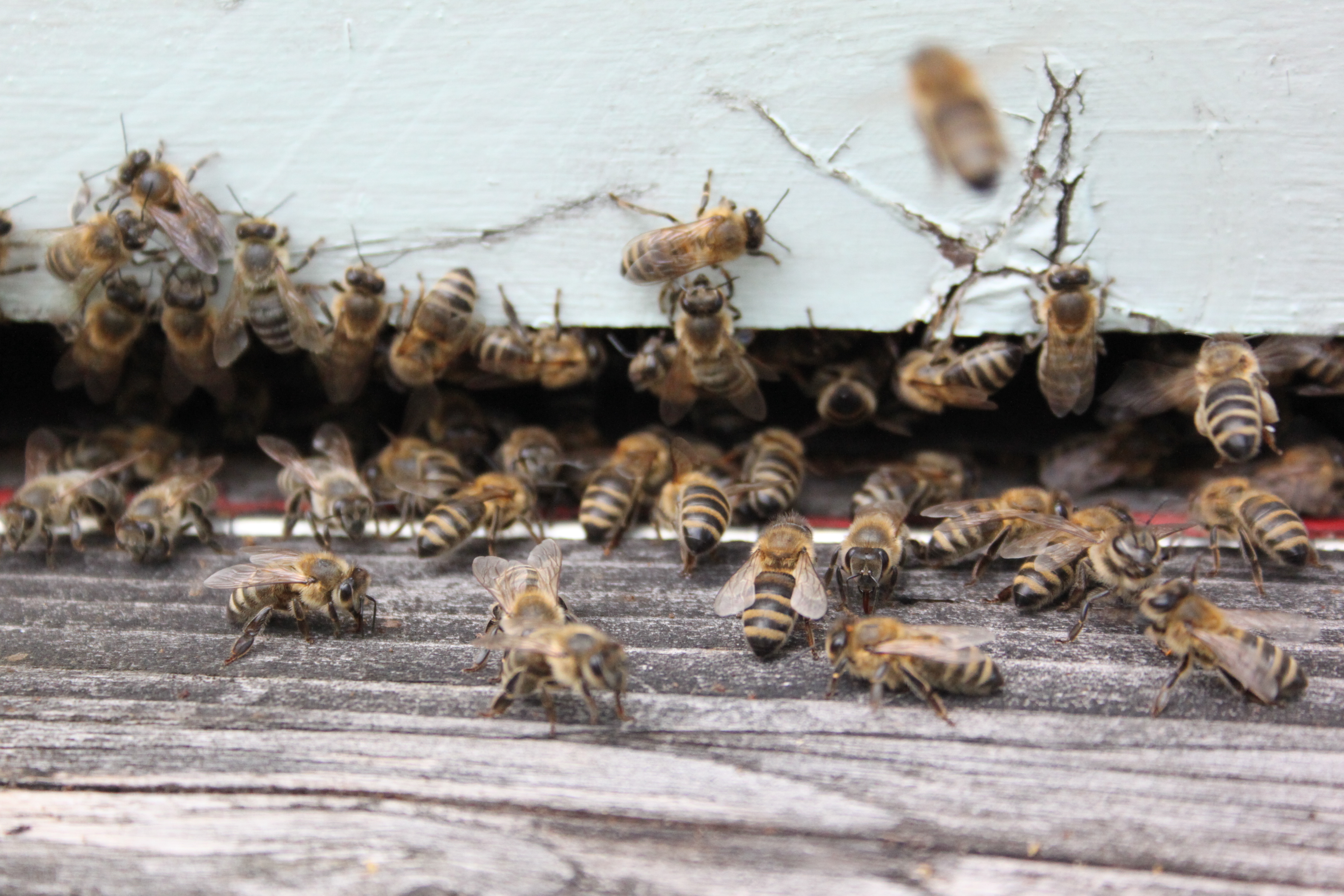 Méhészek nyári teendői