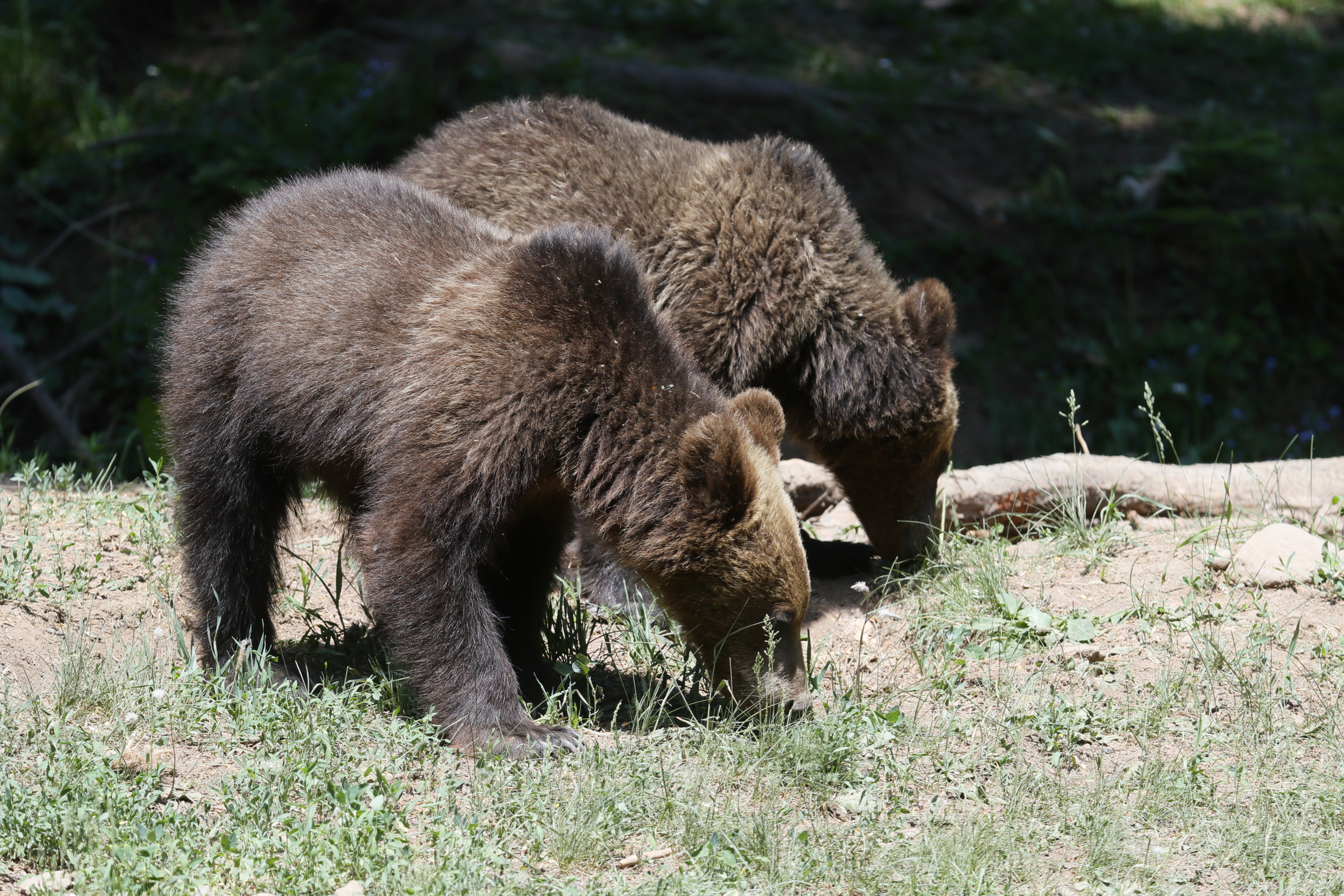 Frissítve: Elfogadták a kormányrendeletet: ártalmatlanná tehetők a veszélyes medvék
