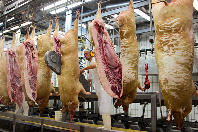 Bajban van Kína az afrikai sertéspestis miatt: Itthon is árat gerjeszthet a disznóhúskivitel