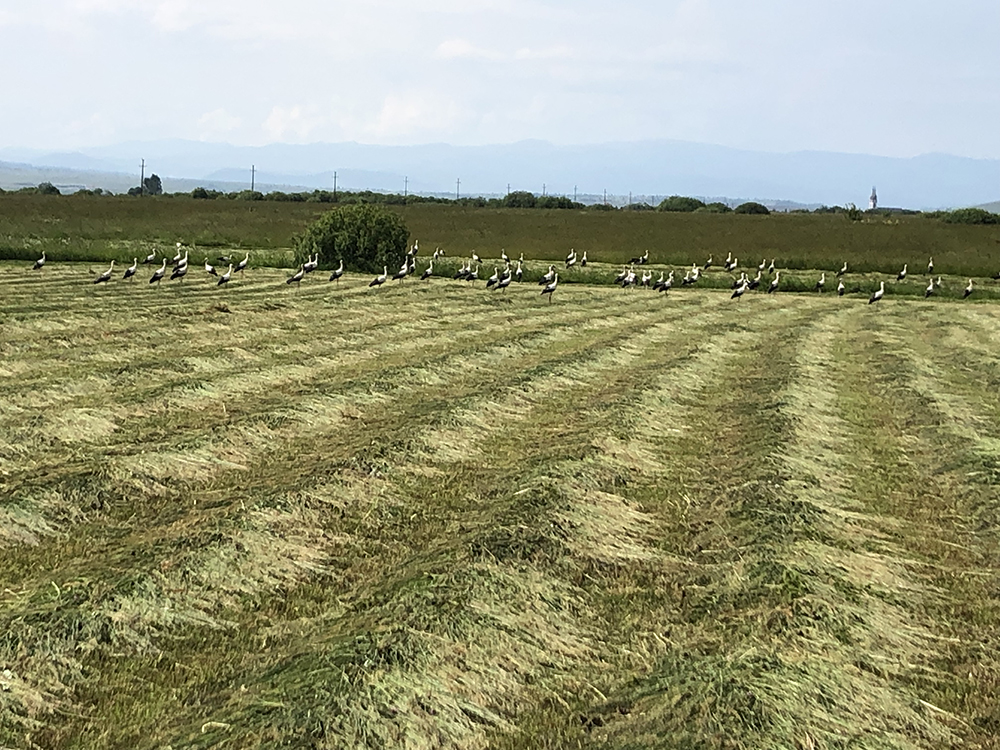 Idén nem kell szöcskejárástól tartani