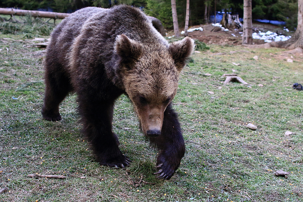 Maroshévízen és Tusnádfürdőn egy nap alatt ötször riasztották el a medvéket