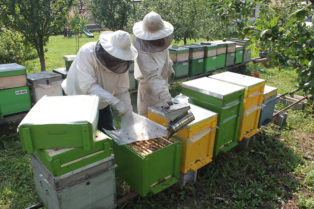 Igényelhető a méhészeti  minimis-támogatás