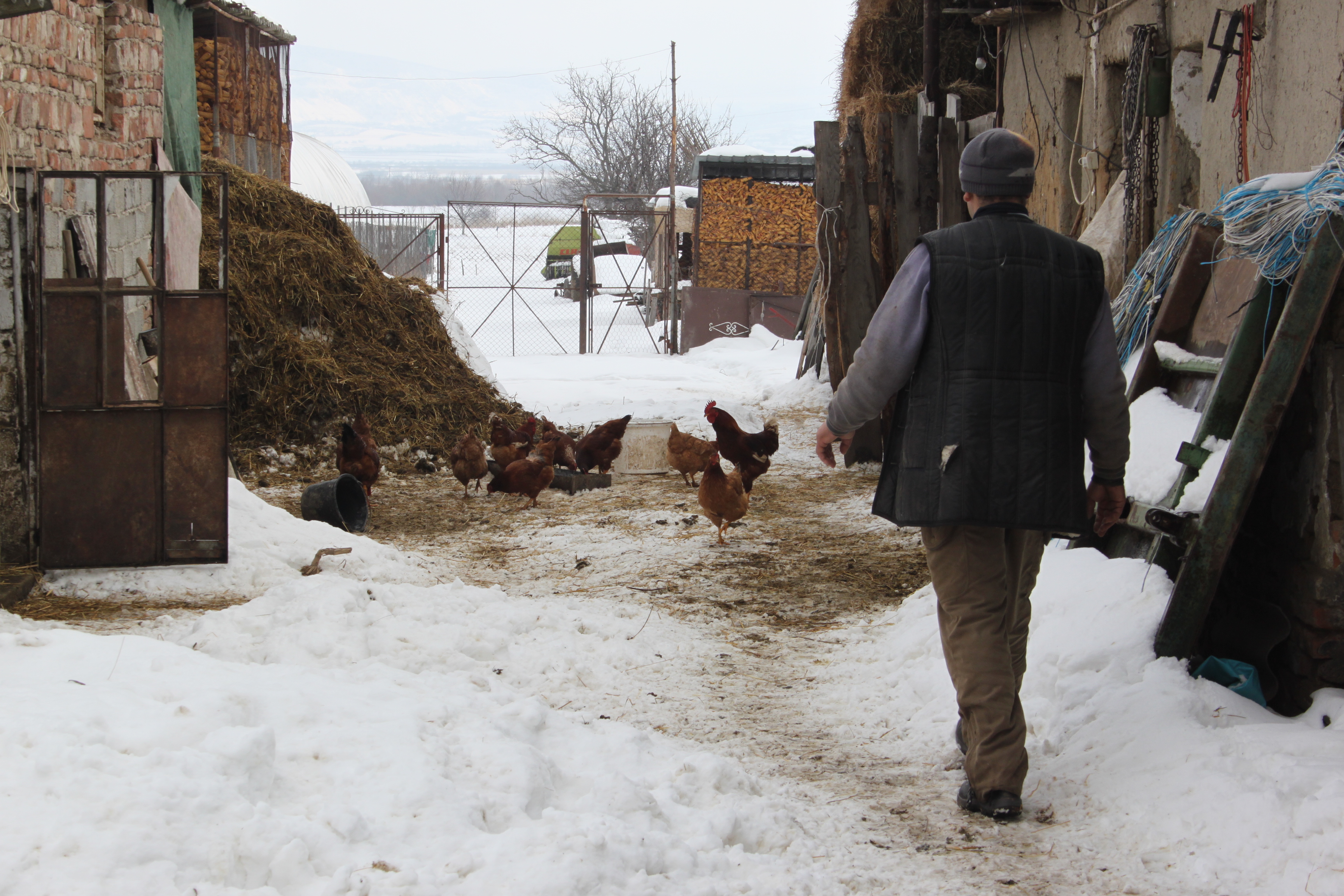 Románia a mezőgazdasági kényszervállalkozások országa: Ha már muszáj, akkor legyen egyszemélyes