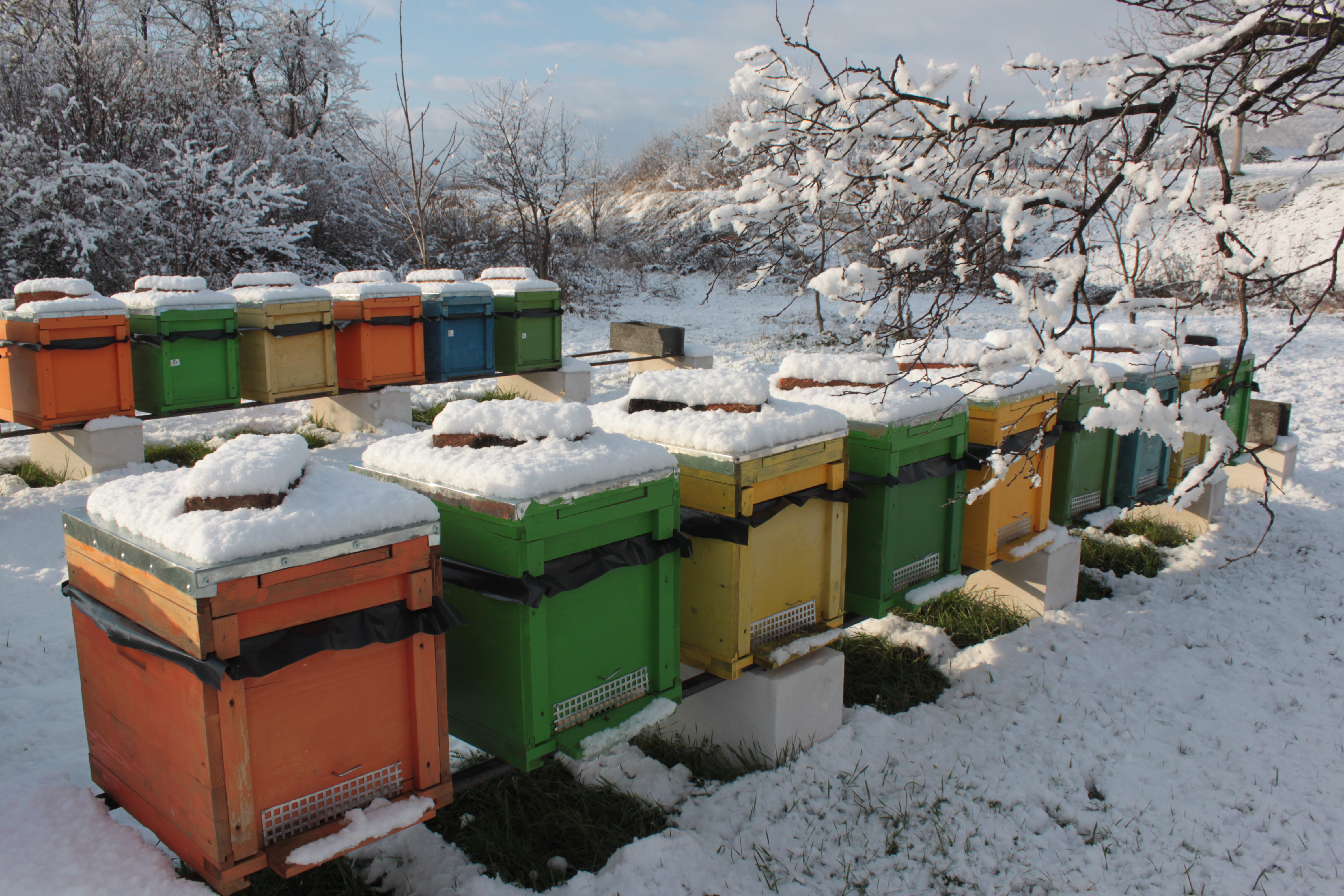 Rejtélyes méhpusztulás, aggasztó őszi kaptárelhagyás: Megbeszélésre hívják a csíki méhészeket