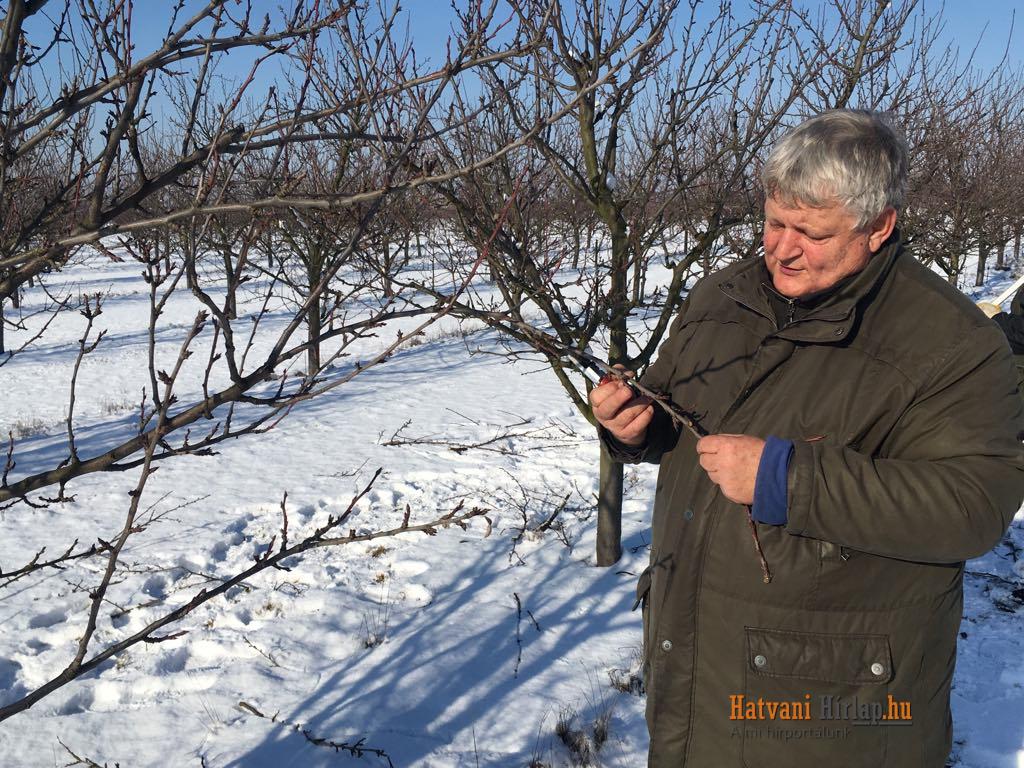 Az enyhe tél miatt hamarabb munkához láthatnak a kertbarátok: Lehet metszeni a gyümölcsfákat