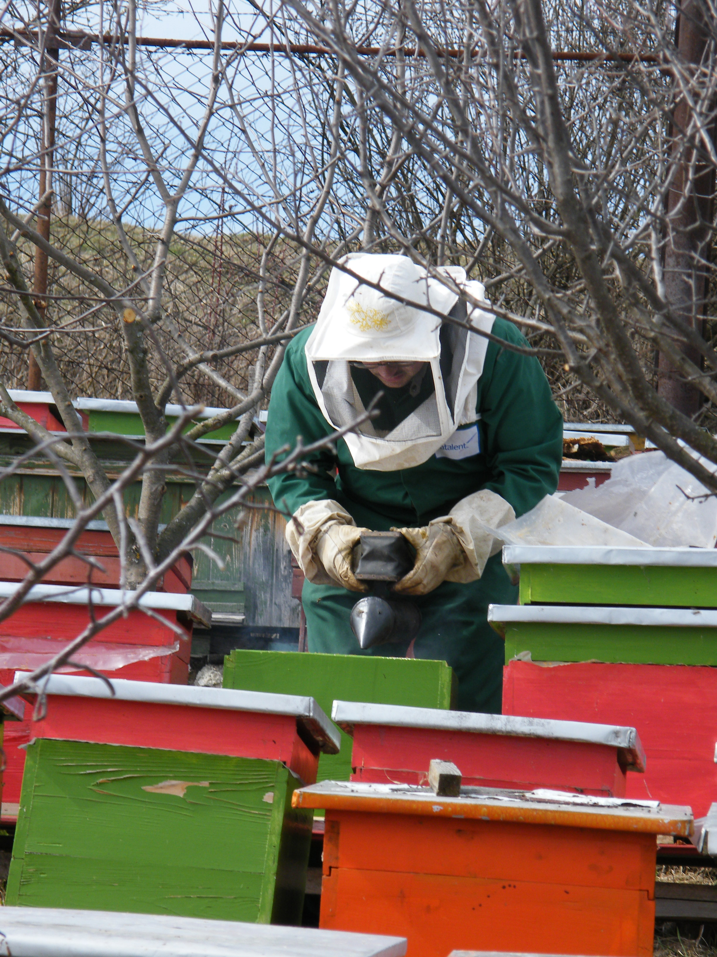 Szombaton újabb méhésztalálkozó Csíkszeredában: Számba veszik a téli veszteségeket