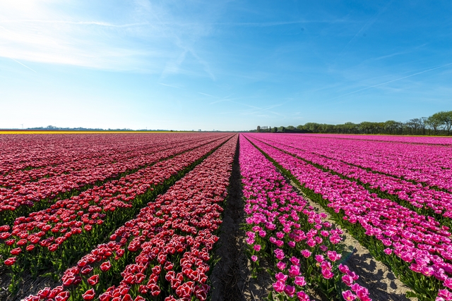 Leálló export: Bajban a holland virágtermelők