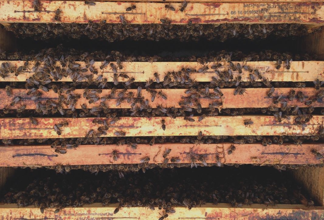 A méhcsaládok kiegyenlítése
