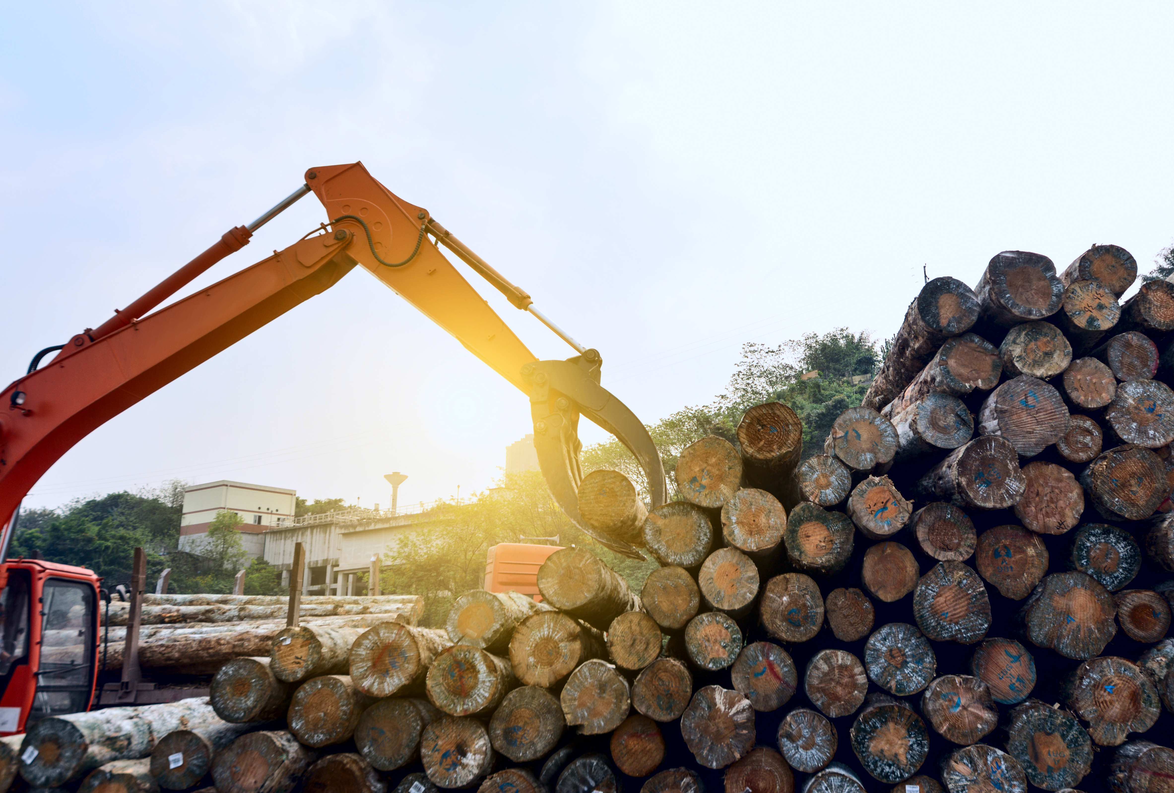 Kihirdette az államfő a rönkfa exportját tíz évre betiltó törvényt