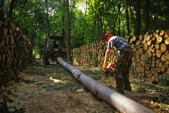 Környezetvédelmi miniszter: Románia évszázados erdői a törvény oltalma alá kerülnek
