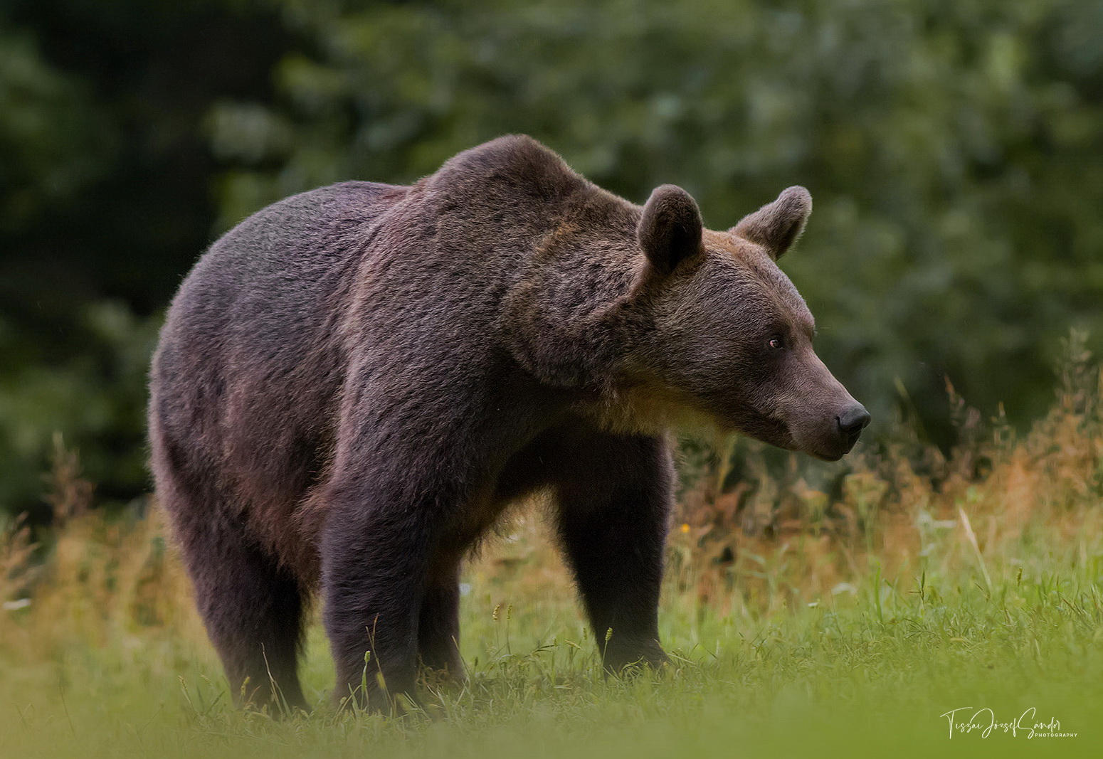 Nyolc medvét jelentettek egy nap alatt Tusnádfürdőn