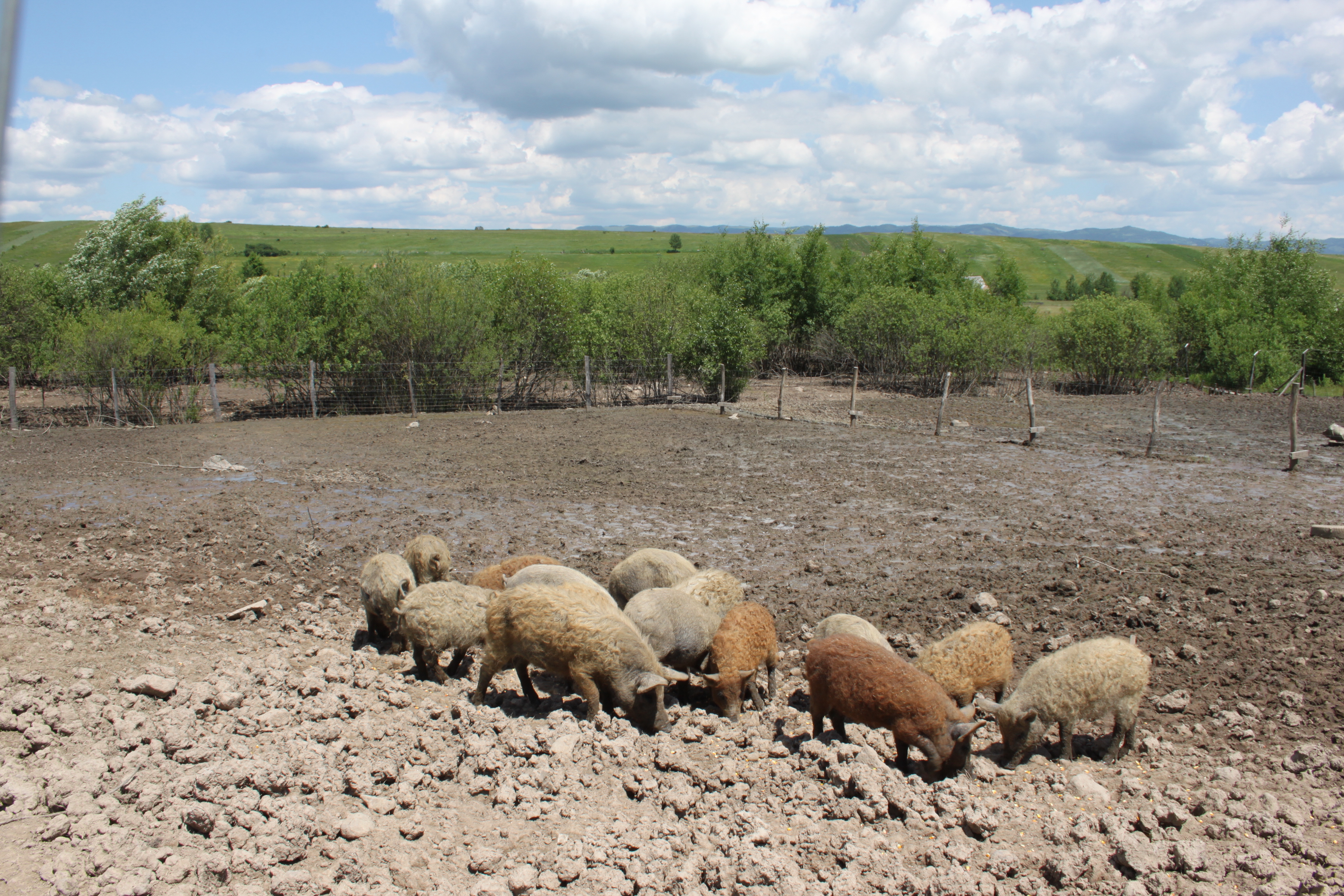 Újraindul a báznai- és a mangalica-program