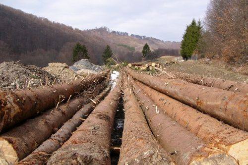 Iohannis az illegális erdőirtás felszámolása mellett foglalt állást