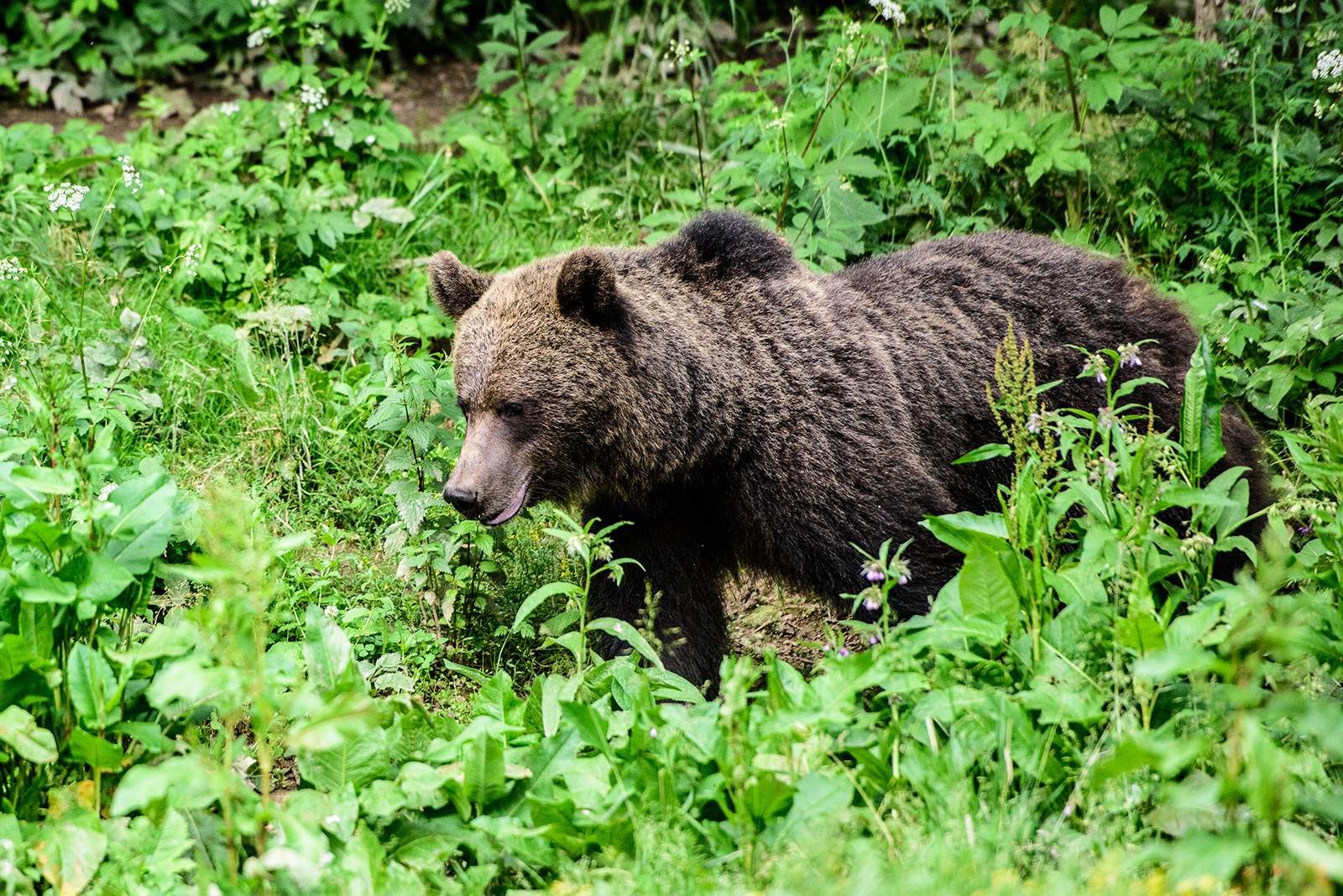 Medvékhez riasztották a csendőröket Tusnádfürdőn; az egyik medve betört egy üzletbe élelem után kutatva