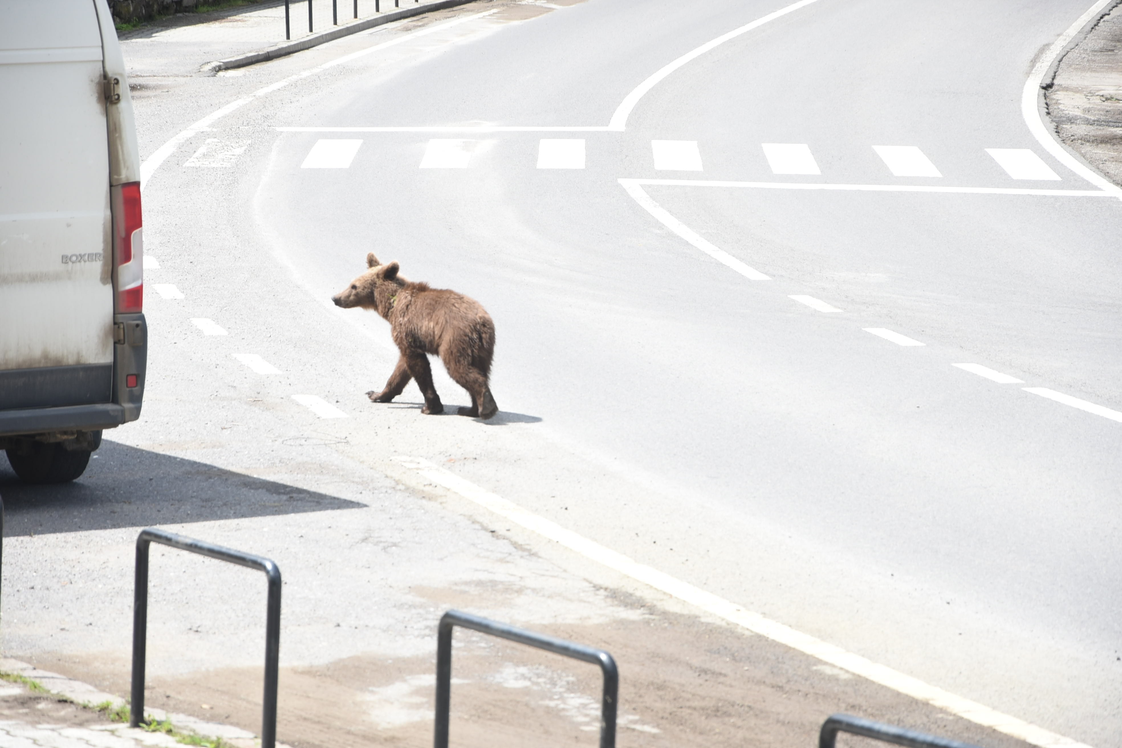 Medve jelenlétére figyelmeztetnek a csíkszeredai terelőúton