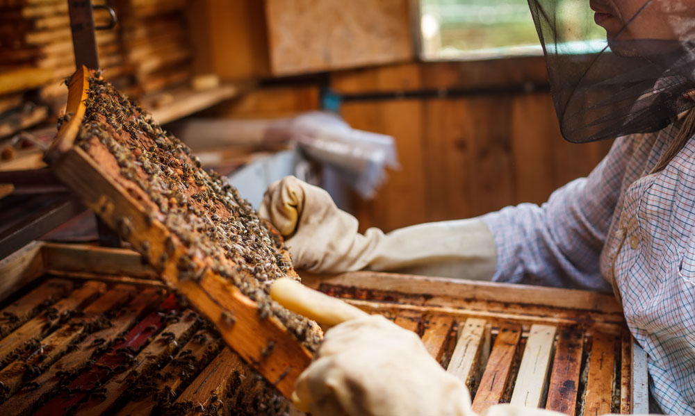 Péntektől igényelhetik a méhészek a de minimis támogatást