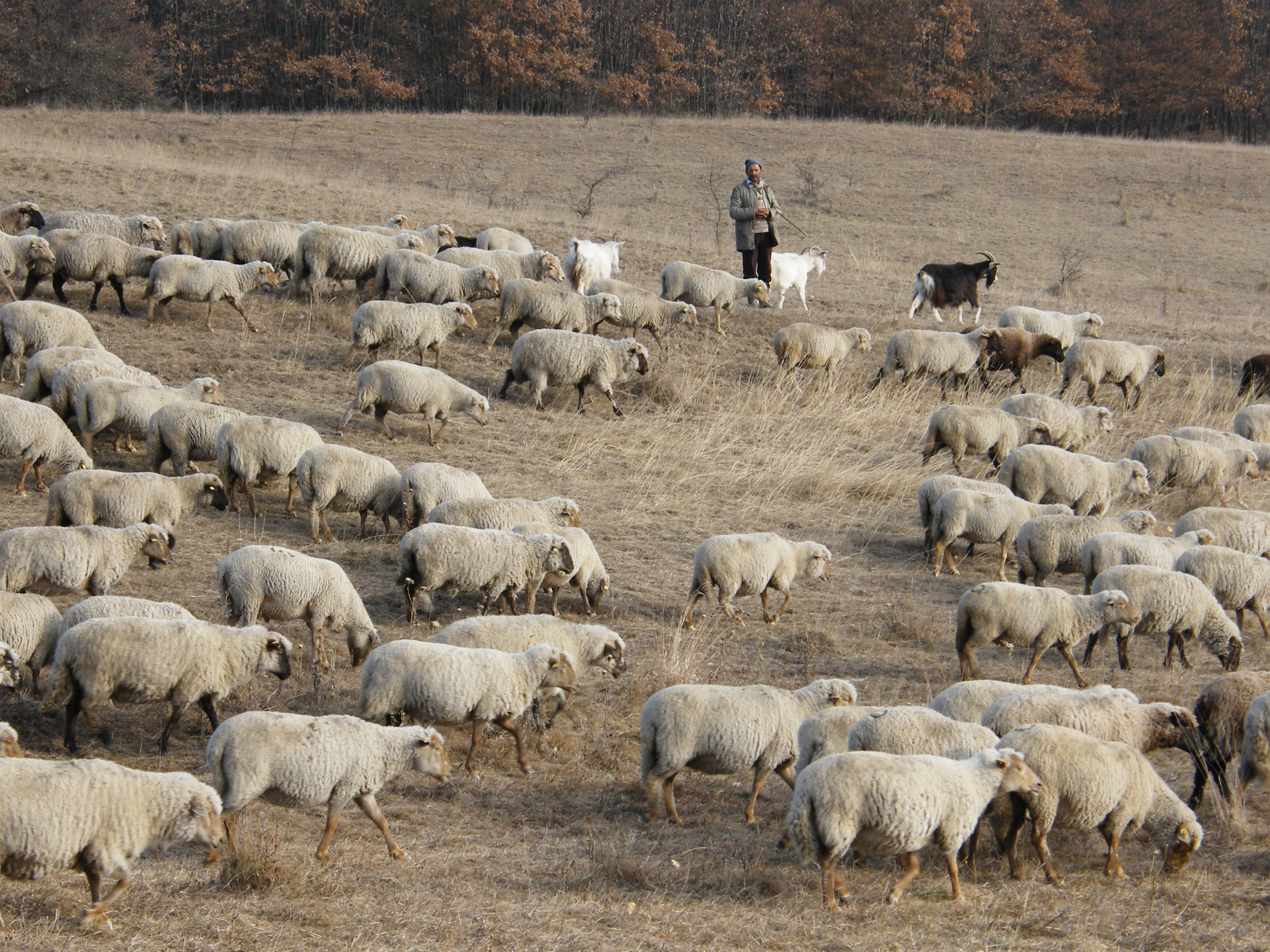 Szántóföldek, szarvasmarhák átmeneti kiegészítő támogatása: Szűkmarkúvá vált a kormány