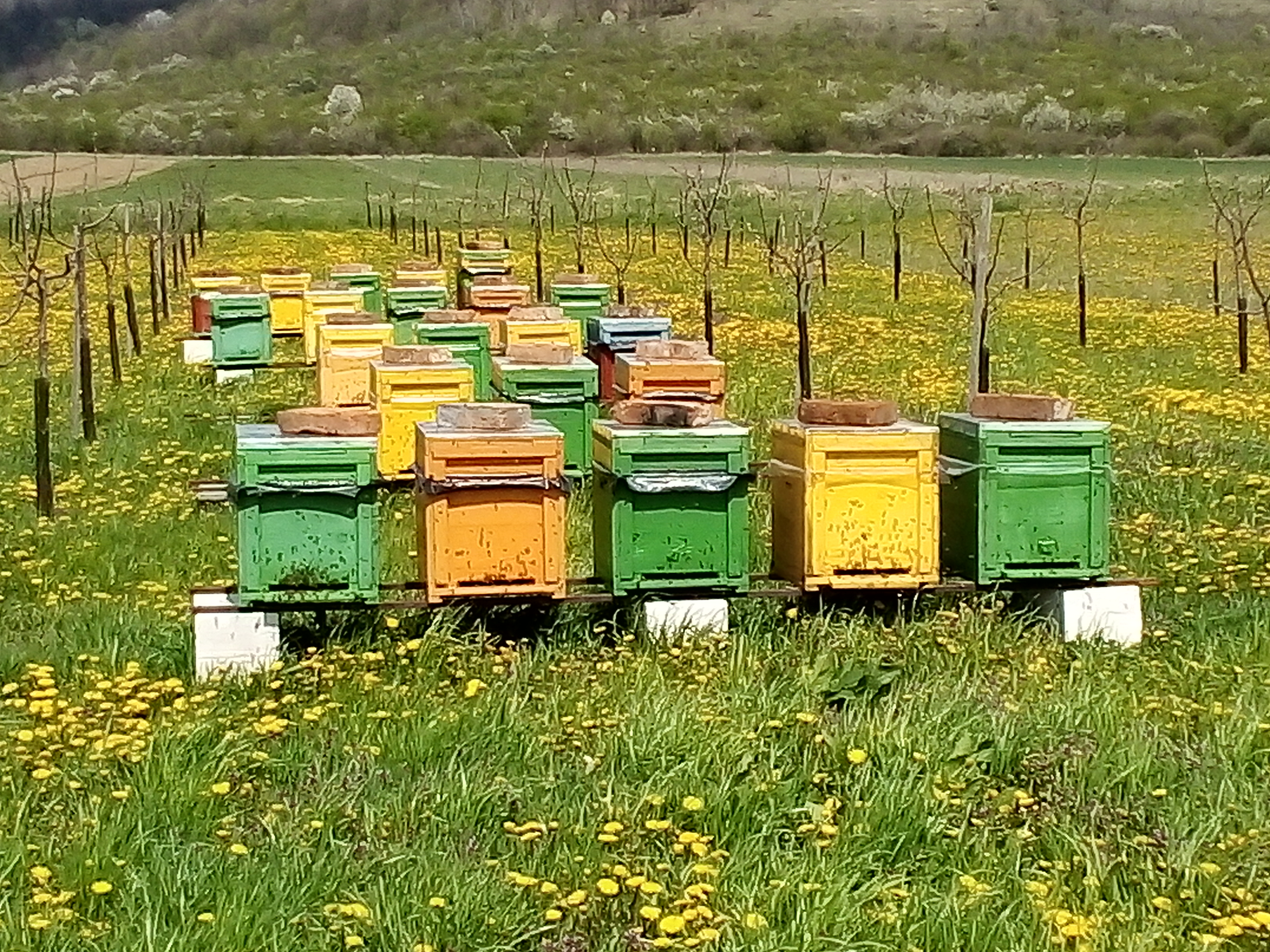 Országos Méhészeti Program: Hétfőig fogadják  a szándéknyilatkozatokat