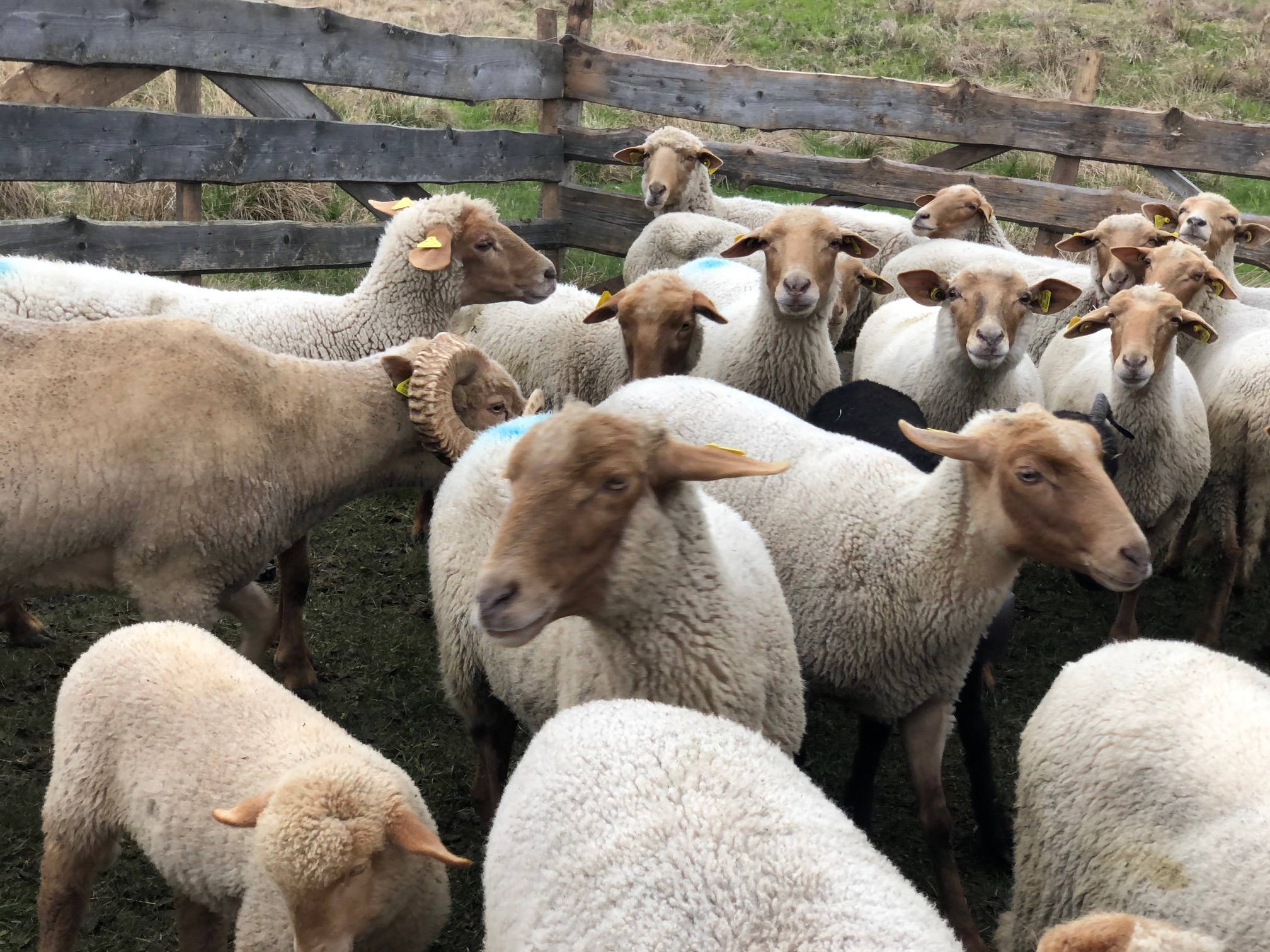 Újra tanítják a régi mesterséget Szencsedben: Visszahozni a pásztorkodás becsületét