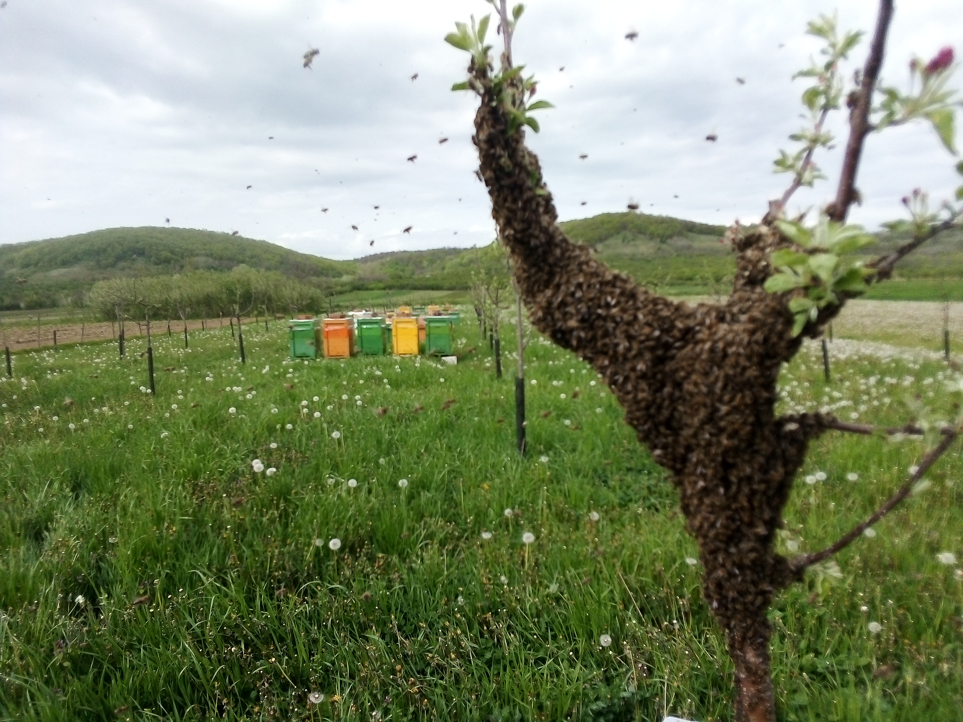 Méz helyett rajokkal kínlódnak a méhészek